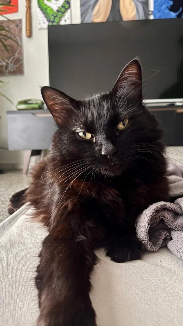 Gato raça SRD-ViraLata idade 6 ou mais anos nome Tiana