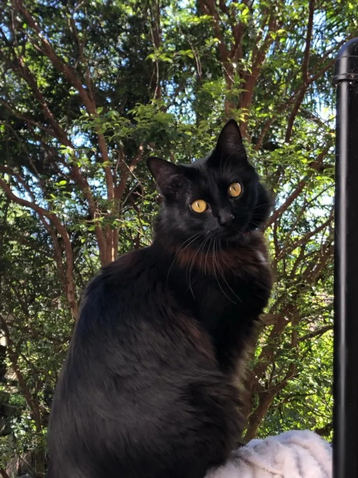 Gato raça SRD-ViraLata idade 6 ou mais anos nome Tiana