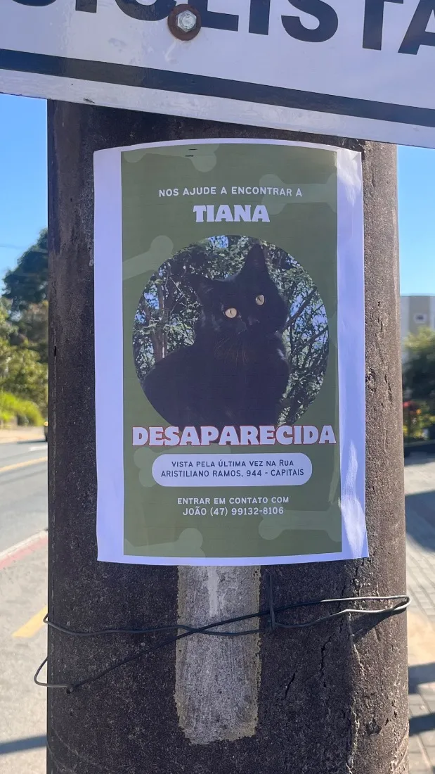 Gato raça SRD-ViraLata idade 6 ou mais anos nome Tiana
