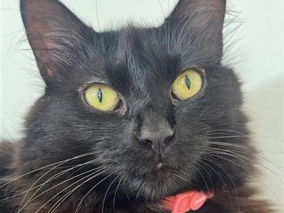 Gato raça SRD-ViraLata idade 6 ou mais anos nome Tiana