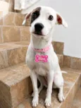 Nina