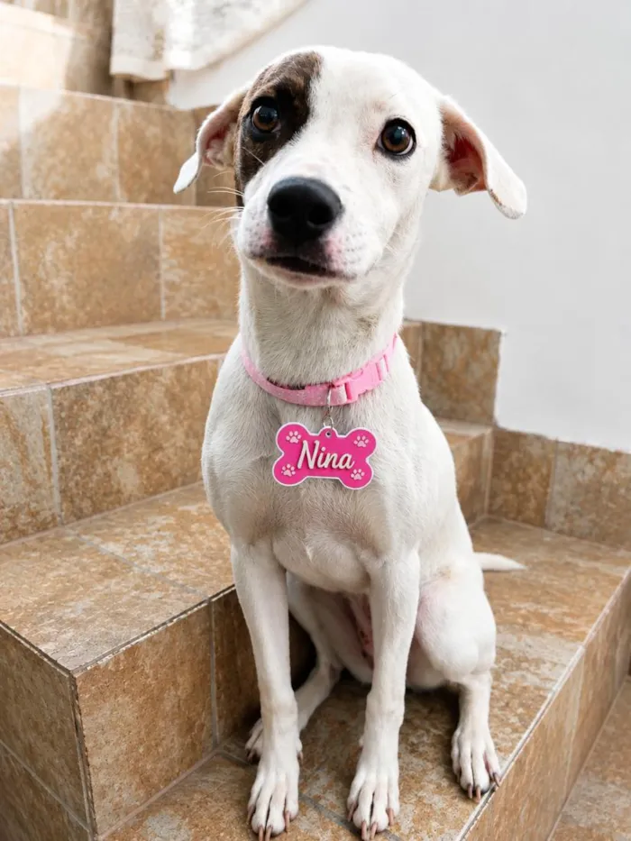 Cachorro raça SRD-ViraLata idade 1 ano nome Nina