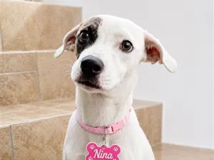 Cachorro raça SRD-ViraLata idade 1 ano nome Nina
