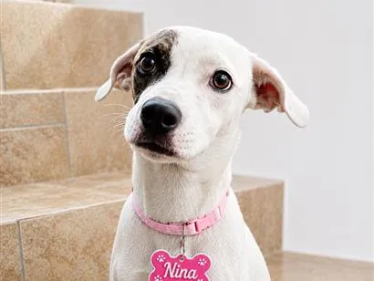 Cachorro raça SRD-ViraLata idade 1 ano nome Nina