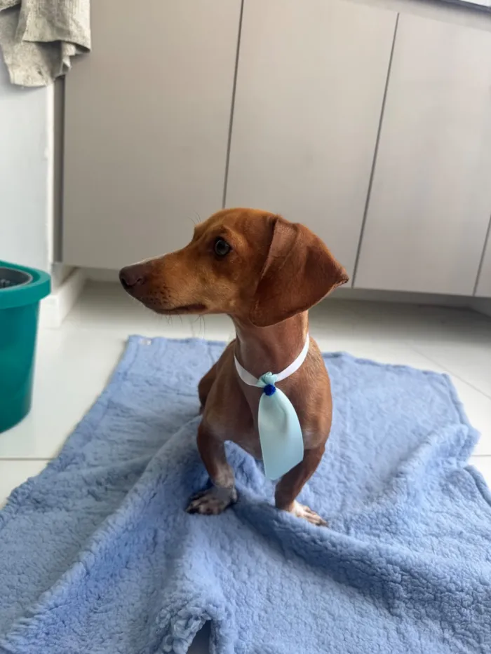 Cachorro raça Basset-Cofap idade 7 a 11 meses nome Max