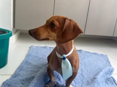 Cachorro raça Basset-Cofap idade 7 a 11 meses nome Max