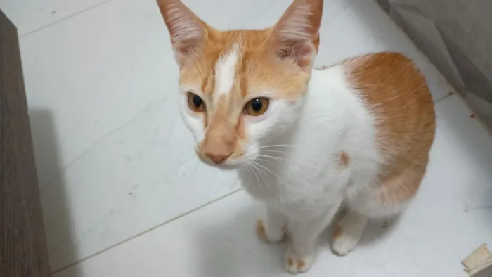 Gato raça SRD-ViraLata idade 1 ano nome Flash