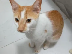 Gato raça SRD-ViraLata idade 1 ano nome Flash