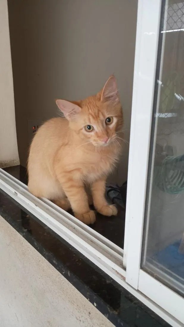 Gato raça SRD-ViraLata idade 2 a 6 meses nome Amarelo
