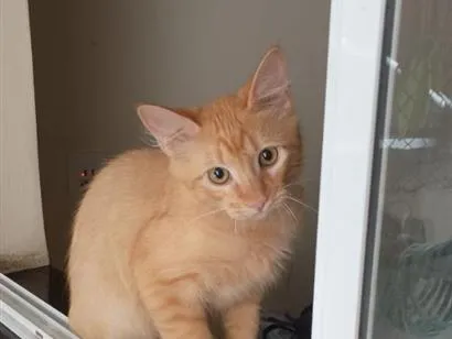 Gato raça SRD-ViraLata idade 2 a 6 meses nome Amarelo