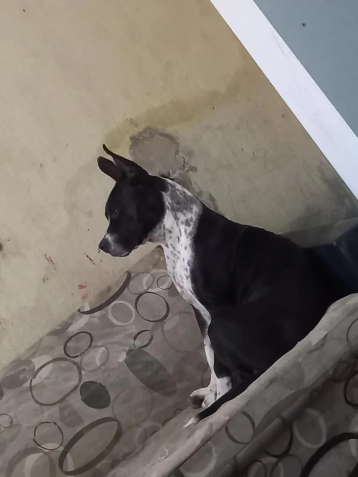 Cachorro raça Pit-Bull idade 2 anos nome Masley
