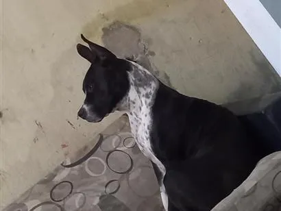 Cachorro raça Pit-Bull idade 2 anos nome Masley