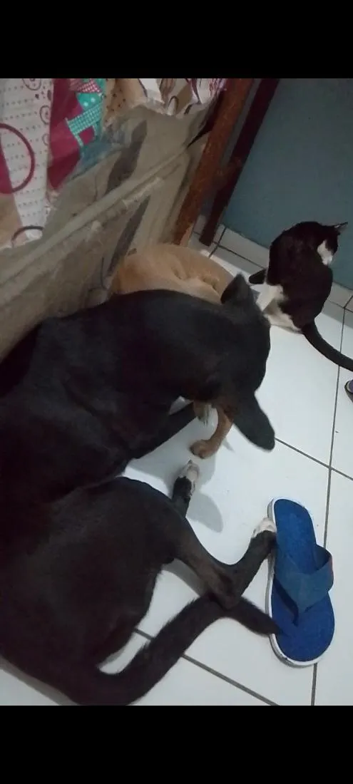 Cachorro raça Labrador idade 1 ano nome Isa e Perolla 