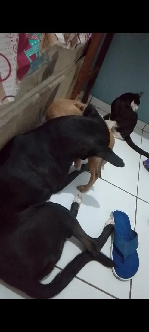Cachorro raça Labrador idade 1 ano nome Isa e Perolla 