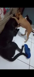 Isa e Perolla 