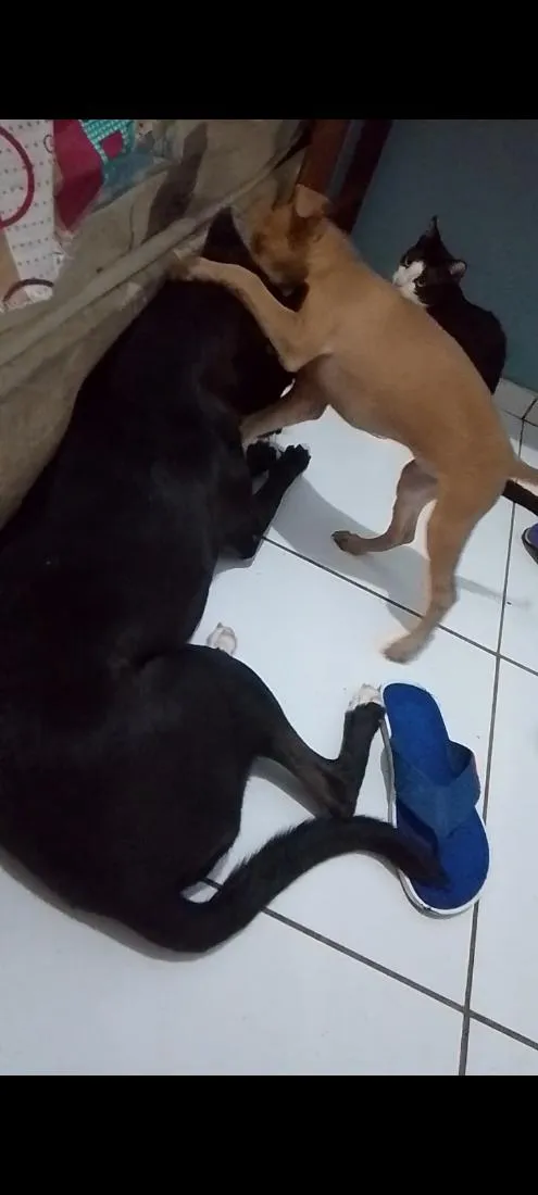 Cachorro raça Labrador idade 1 ano nome Isa e Perolla 
