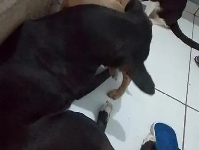 Cachorro raça Labrador idade 1 ano nome Isa e Perolla 