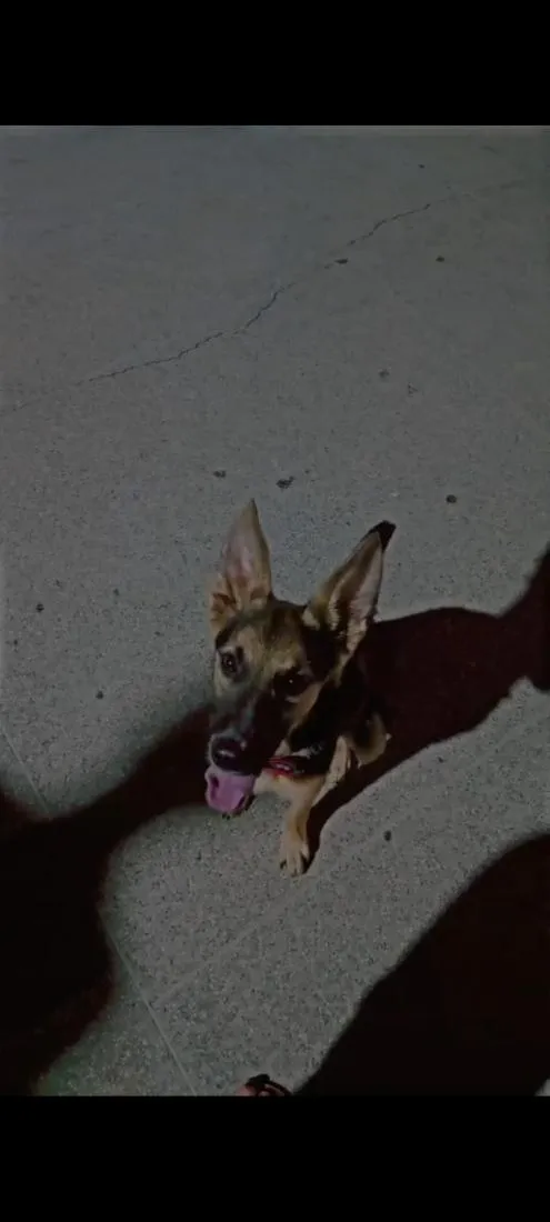 Cachorro raça SRD-ViraLata idade 1 ano nome tommy Shelby