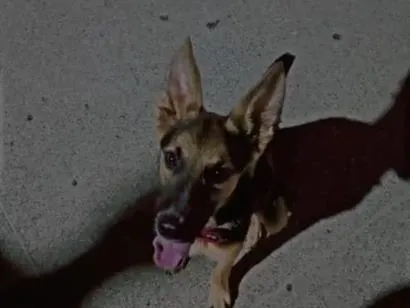 Cachorro raça SRD-ViraLata idade 1 ano nome tommy Shelby