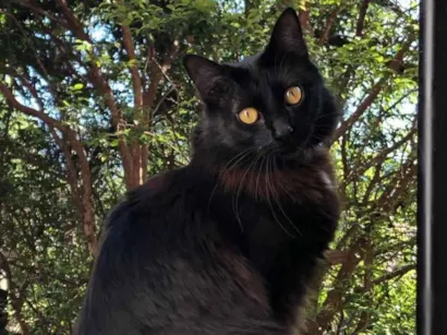 Gato raça SRD-ViraLata idade 6 ou mais anos nome Tiana