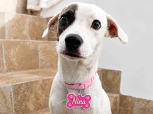 Cachorro raça SRD-ViraLata idade 1 ano nome Nina