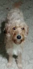 Estrela