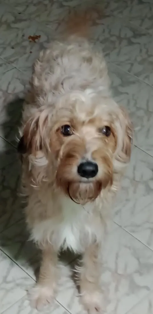 Cachorro raça SRD-ViraLata idade 1 ano nome Estrela