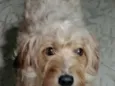 Estrela
