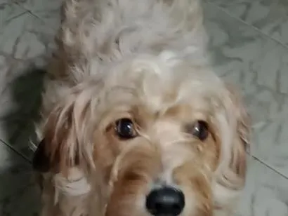 Cachorro raça SRD-ViraLata idade 1 ano nome Estrela