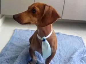 Cachorro raça Basset-Cofap idade 7 a 11 meses nome Max