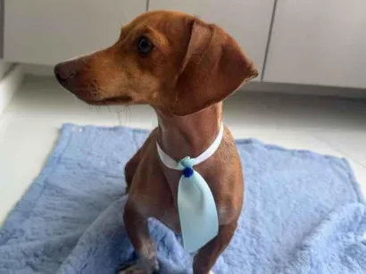 Cachorro raça Basset-Cofap idade 7 a 11 meses nome Max