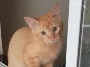 Gato raça SRD-ViraLata idade 2 a 6 meses nome Amarelo