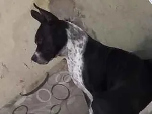 Cachorro raça Pit-Bull idade 2 anos nome Masley