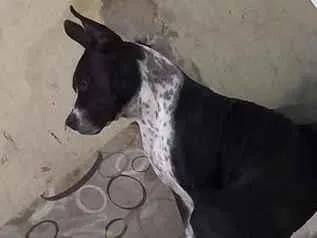Cachorro raça Pit-Bull idade 2 anos nome Masley