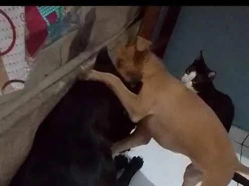 Cachorro raça Labrador idade 1 ano nome Isa e Perolla 