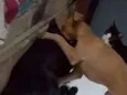 Isa e Perolla 