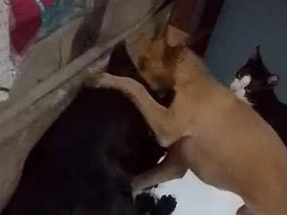 Cachorro raça Labrador idade 1 ano nome Isa e Perolla 