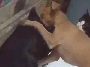 Cachorro raça Labrador idade 1 ano nome Isa e Perolla 