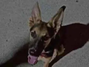 Cachorro raça SRD-ViraLata idade 1 ano nome tommy Shelby