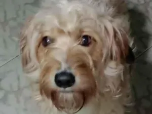 Cachorro raça SRD-ViraLata idade 1 ano nome Estrela