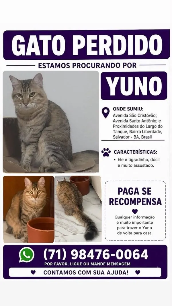 Gato raça SRD-ViraLata idade 2 anos nome Yuno