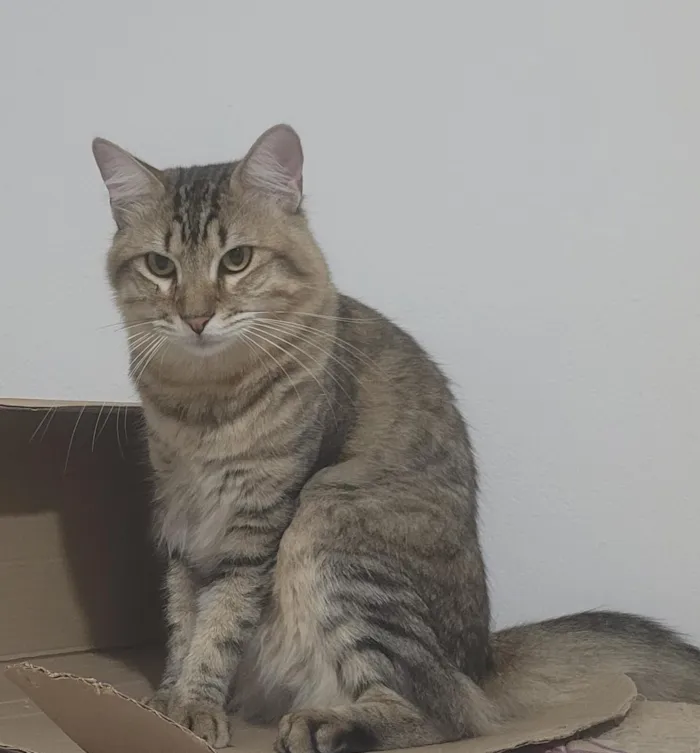 Gato raça SRD-ViraLata idade 2 anos nome Yuno