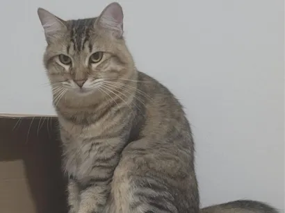 Gato raça SRD-ViraLata idade 2 anos nome Yuno