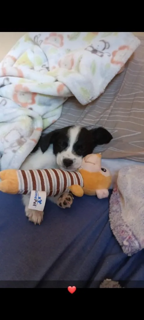 Cachorro raça SRD-ViraLata idade 2 anos nome Luke
