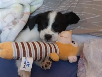 Cachorro raça SRD-ViraLata idade 2 anos nome Luke