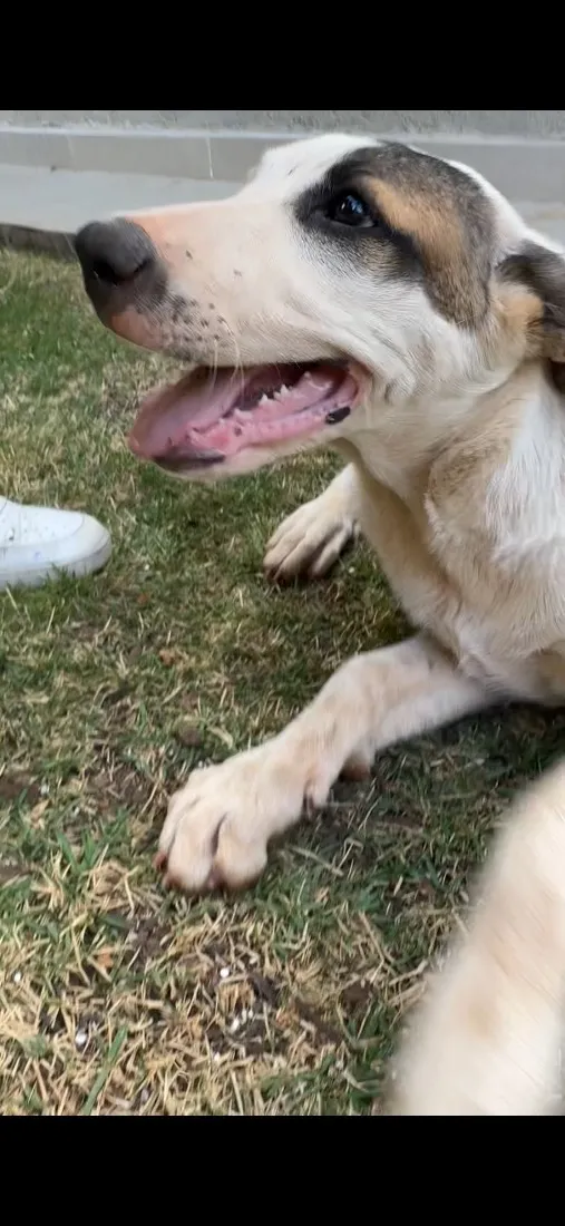 Cachorro raça SRD-ViraLata idade 2 a 6 meses nome pipoca 