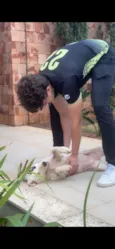 pipoca 