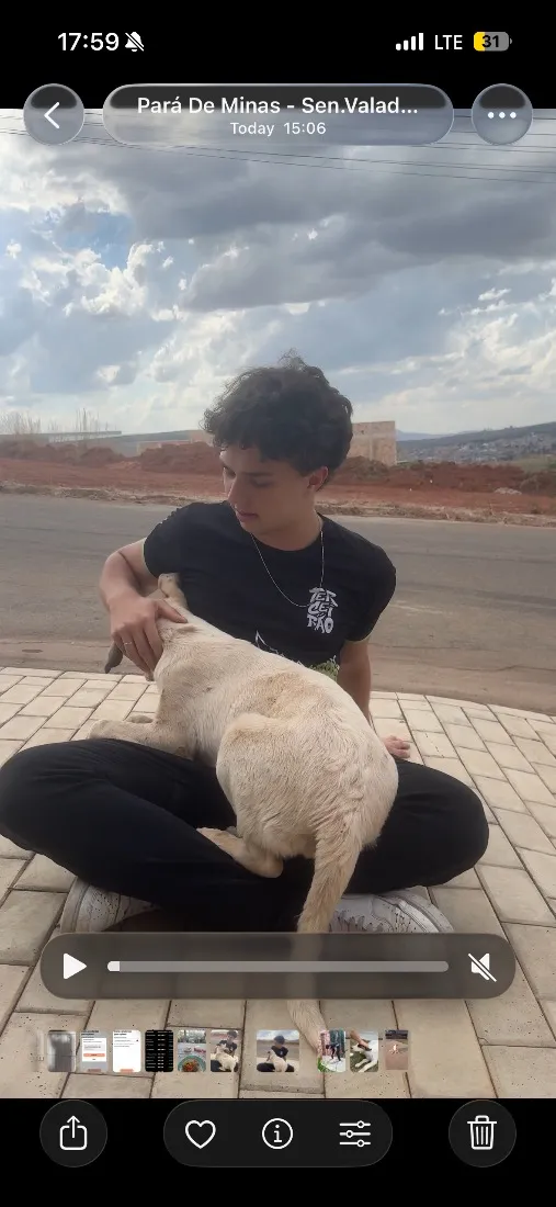 Cachorro raça SRD-ViraLata idade 2 a 6 meses nome pipoca 