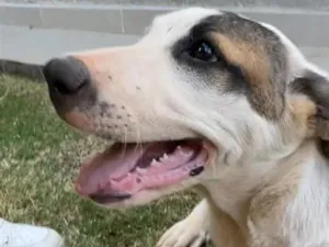 Cachorro raça SRD-ViraLata idade 2 a 6 meses nome pipoca 