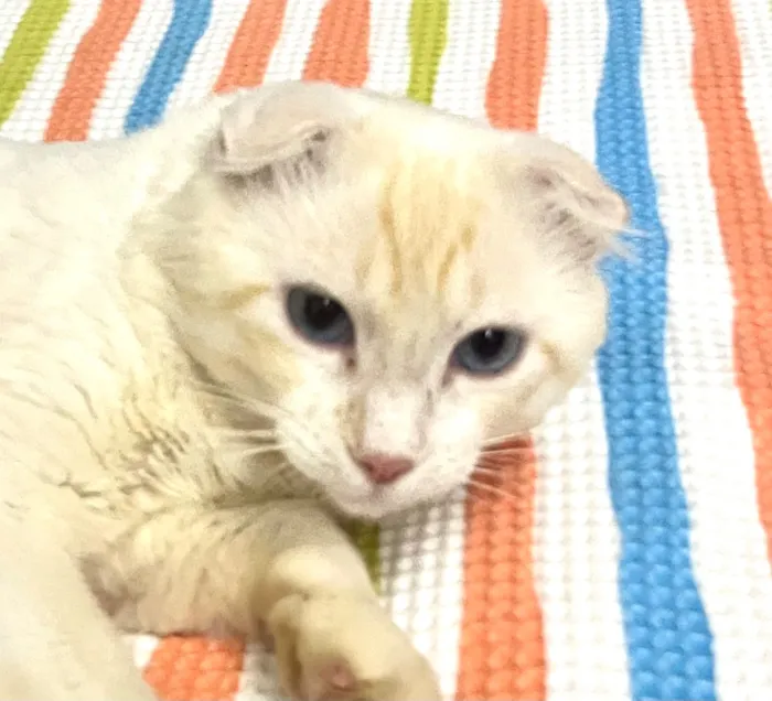 Gato raça SRD-ViraLata idade 1 ano nome Simba
